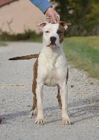 Étalon American Staffordshire Terrier - Last luck and ultimate truth du temple de Gaïa