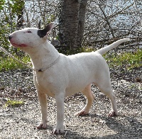 Étalon Bull Terrier - Aldo's Stars  Héloïse