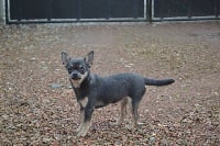 Étalon Chihuahua - Idaime de la Grange Enchantée