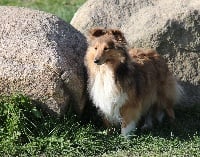 Étalon Shetland Sheepdog - Ireland Des petites fées des sables