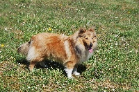 Étalon Shetland Sheepdog - Little sweet hathor Des mille eclats des tournesol