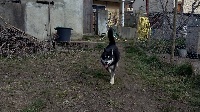 Étalon Siberian Husky - Lorcan dit thor (Sans Affixe)