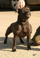 Étalon Staffordshire Bull Terrier - Exotic lil'thing of the upper staff kennel