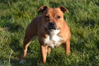Étalon Staffordshire Bull Terrier - Jungle speed de la brulette