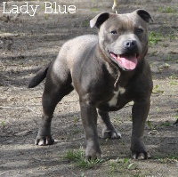 Étalon Staffordshire Bull Terrier - Lady blue de la maison des fées