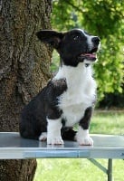 Étalon Welsh Corgi Cardigan - Callwen du shining sirius