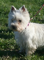 Étalon West Highland White Terrier - Haby Des hauts briffauts