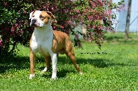 Étalon American Staffordshire Terrier - Hell raiser royal milnikstaff
