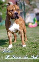 Étalon American Staffordshire Terrier - Jackson Of Passion Amstaff 