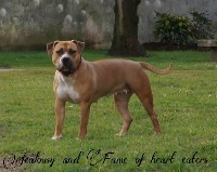 Étalon American Staffordshire Terrier - Jealousy and fame Of Heart Eaters