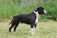 Étalon American Staffordshire Terrier - I phone De la Maison d'Este