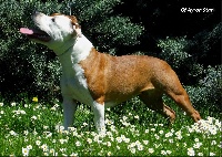 Étalon American Staffordshire Terrier - Jet set royal monténégro of Ayron Star