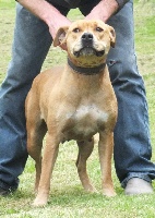 Étalon American Staffordshire Terrier - Izadora du hameau de fontenay