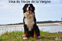 Étalon Bouvier Bernois - Inka du Haras de la Vergne