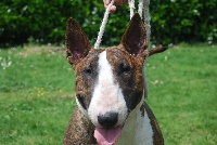 Étalon Bull Terrier - De La Féerie D' Bull Jamaïcain gold at chuckson's