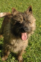 Étalon Cairn Terrier - Illico presto de la pinkinerie