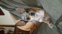 Étalon Chihuahua - Javotte de palsamblue