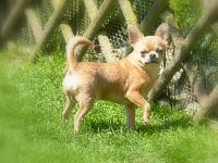 Étalon Chihuahua - chixy Jador regalos maya