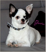 Étalon Chihuahua - Gloria (Sans Affixe)