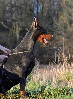 Étalon Dobermann - Destiny's phoenix Lol of devil inside
