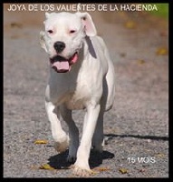 Étalon Dogo Argentino - Joya de los Valientes de la Hacienda
