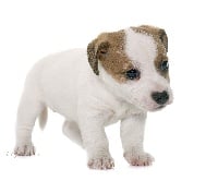 Étalon Jack Russell Terrier - Mycose Du Domaine D'Utah