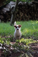 Étalon Jack Russell Terrier - The Magnificent Fox Hunter Janette