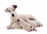 Étalon Jack Russell Terrier - Gaïa Du Domaine D'Utah