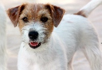 Étalon Jack Russell Terrier - All Jacks Vanity fair monika