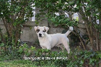 Étalon Jack Russell Terrier - Lémon love De La Cité Du Bolwerk