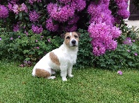 Étalon Jack Russell Terrier - Guizmo (Sans Affixe)