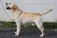 Étalon Labrador Retriever - Hermes des Vergers de Taly