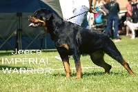 Étalon Rottweiler - Jeece Imperial Warrior