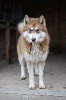 Étalon Siberian Husky - Jaztamp Des Fleurs D'Hiver