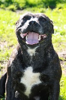 Étalon Staffordshire Bull Terrier - Gaia black beauty (Sans Affixe)