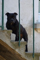 Étalon Staffordshire Bull Terrier - Las vegas The Little English Bull
