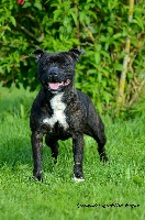Étalon Staffordshire Bull Terrier - CH. Nirvana guardians royal milnikstaff