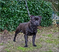 Étalon Staffordshire Bull Terrier - Action Doggy Dog In guus we trust