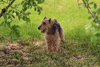 Étalon Welsh Terrier - Hugo boss de la fontaine d'Edonis