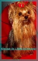 Étalon Yorkshire Terrier - Hiawatha diamond des Bruyères de Line