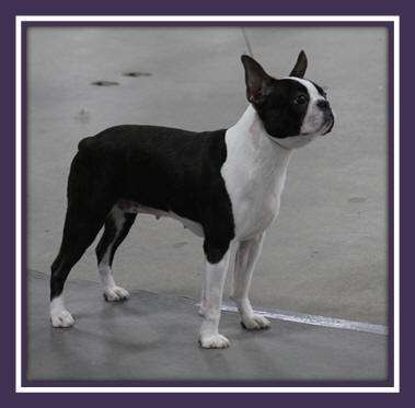 Boston Terrier - CH. sunwood's Lucy in the sky with cosmic diamonds