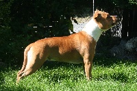 Étalon American Staffordshire Terrier - Lady red love Des Gardiens Du Rêve Eternel
