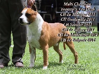 Étalon American Staffordshire Terrier - CH. franstal's Van gogh