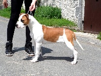 Étalon American Staffordshire Terrier - Laya Du Domaine De Samsha