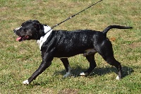 Étalon American Staffordshire Terrier - CH. Finzy Kom Piron M'