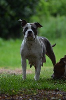 Étalon American Staffordshire Terrier - Gayna blue des bentleys d argent Du Motou D'Argent