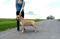 Étalon American Staffordshire Terrier - crystal rock's Half blaze du domaine de samsha