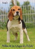 Étalon Beagle - Milka De la crique du Flojule