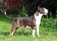 Étalon Bull Terrier - CH. Trick or treat Heart of the matter
