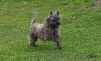 Étalon Cairn Terrier - (Sans Affixe) Iskar
